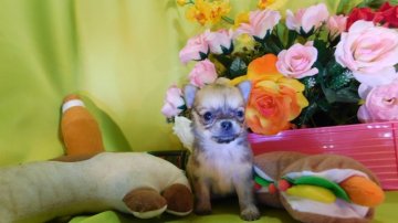 チワワ(ロング)【奈良県・女の子・2015年12月7日・フォーン】の写真「小さいですよ　　体重460ｇ」