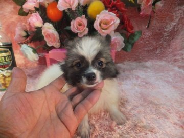 ポメラニアン【奈良県・女の子・2015年6月17日・パーティー】の写真「」