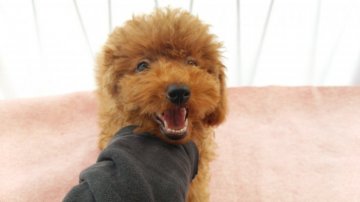 トイプードル(トイ)【奈良県・女の子・2016年6月18日・レッド】の写真「可愛いですよ」