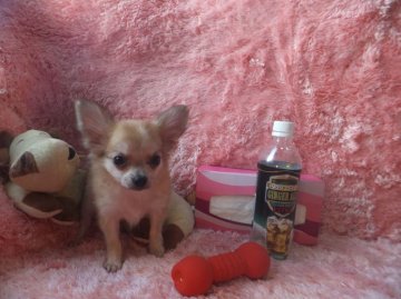 チワワ(ロング)【奈良県・女の子・2015年7月4日・フォーン】の写真「元気に陽気に遊ぶ姿はとても可愛いです」