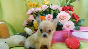 チワワ(ロング)【奈良県・女の子・2016年2月27日・フォーン】の写真「(良血統ですよ!)」