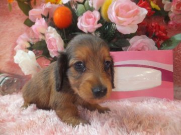 ミニチュアダックスフンド(ロング)【奈良県・女の子・2015年7月29日・レッド】の写真「PRAクリア」