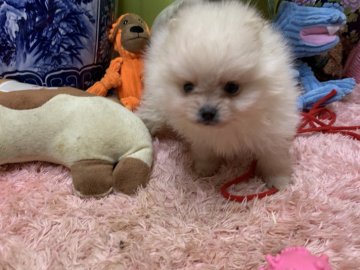 ポメラニアン【奈良県・男の子・2022年3月14日・クリーム】の写真「お鼻の短い狸顔の可愛い愛相の良い癒される子です。」