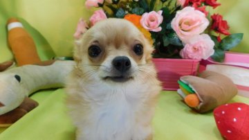 チワワ(ロング)【奈良県・女の子・2015年9月5日・フォーン】の写真「(良血統ですよ!)」