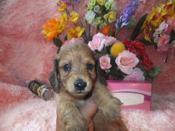 ミニチュアダックスフンド(ロング)【奈良県・男の子・2015年7月29日・レッド】の写真「PRAクリア」