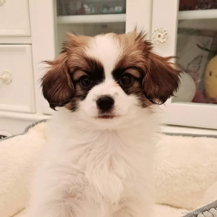 ID:2501-01053の子犬