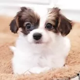 パピヨン