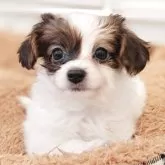 パピヨン