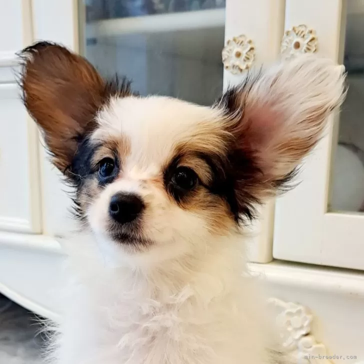 ID：2408-05954の子犬