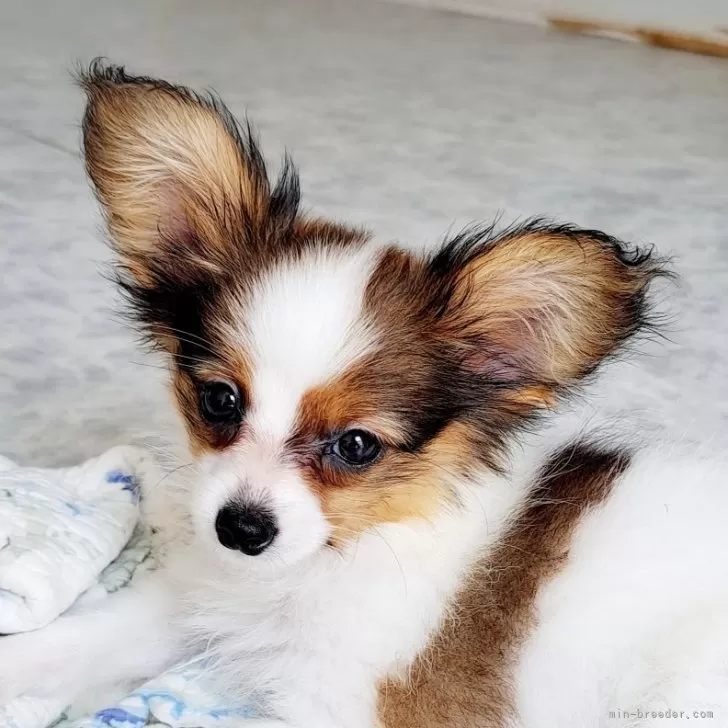 MoMoYuki 様のお迎えした子犬