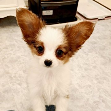 パピヨン【愛媛県・男の子・2023年11月11日・ホワイト&ブラウン】の写真「可愛い男の子❤️パパはチャンピオンです✨️」