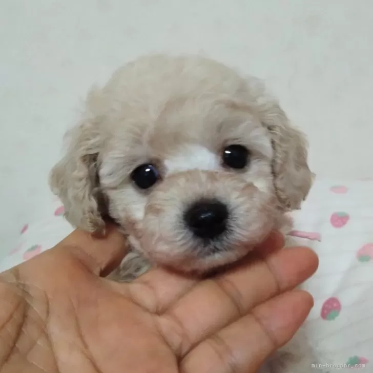 ID：2403-06988の子犬