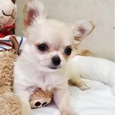 チワワ(ロング)