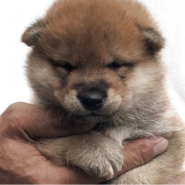 柴犬(標準サイズ)【三重県・男の子・2025年9月5日・赤】の写真「可愛い男の子」
