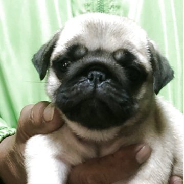 パグ【三重県・女の子・2025年8月28日・フォーン】の写真「パパJKCチャンピオン」
