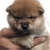 柴犬(標準サイズ)