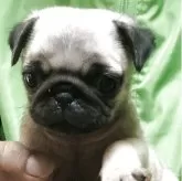 パグ