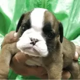ブルドッグ