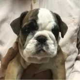 ブルドッグ