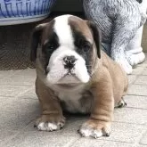 ブルドッグ
