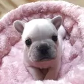 フレンチブルドッグ