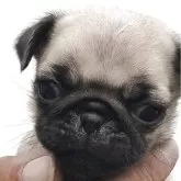 パグ