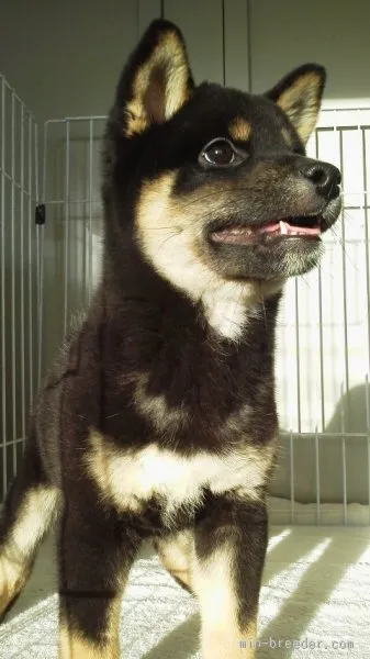 ID：1509-01444の子犬