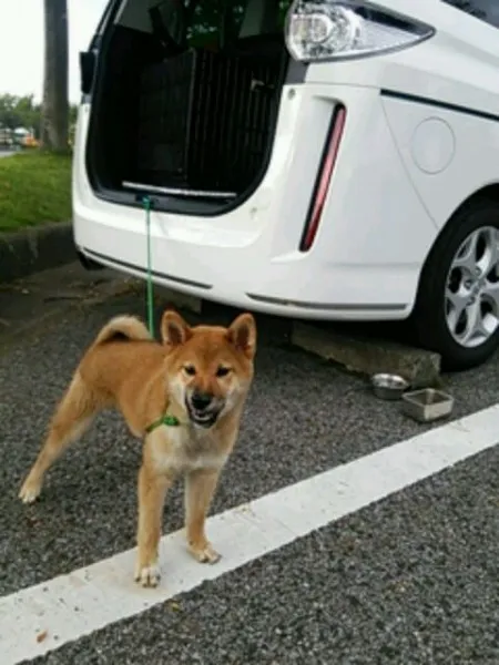 ID：1306-00331の子犬