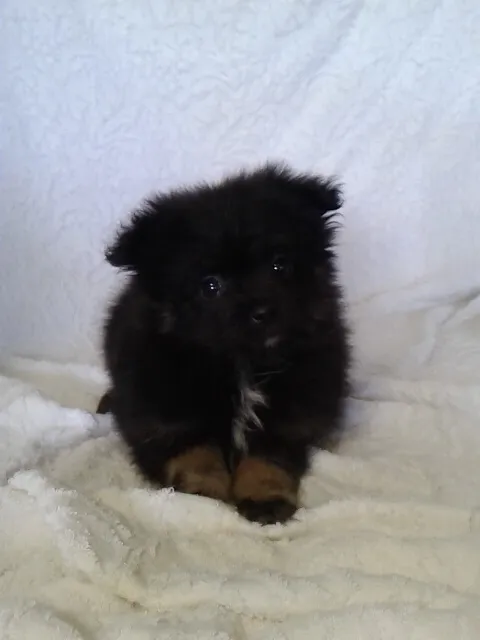 ID：1609-00708の子犬