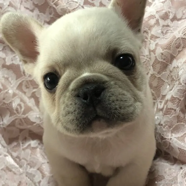 ID:2311-06279の子犬