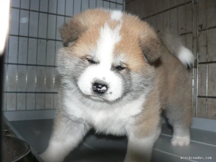 ID：1703-00619の子犬