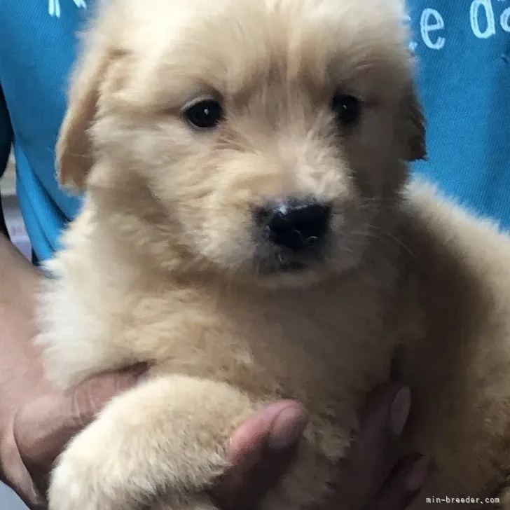 ID：2307-06671の子犬