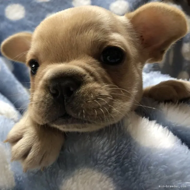 ID：2311-00490の子犬