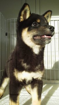 柴犬(標準サイズ)【三重県・男の子・2015年8月19日・黒】の写真「」