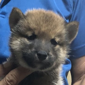 柴犬(標準サイズ)【三重県・男の子・2023年5月19日・赤】の写真「可愛い男の子」
