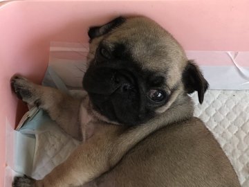 パグ【三重県・男の子・2020年4月10日・フォーン】の写真「食欲旺盛です」