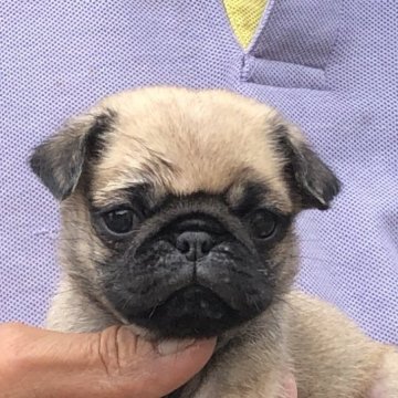 パグ【三重県・男の子・2023年5月6日・フォーン】の写真「可愛いボクちゃん」