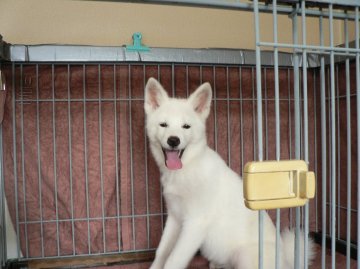 秋田犬【三重県・女の子・2016年5月27日・白】の写真「」