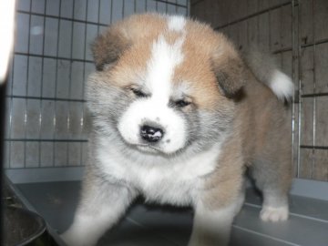 秋田犬【三重県・男の子・2017年1月27日・赤】の写真「骨量のある男の子」