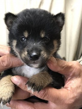 柴犬(標準サイズ)【三重県・男の子・2019年12月8日・黒】の写真「可愛い男の子」