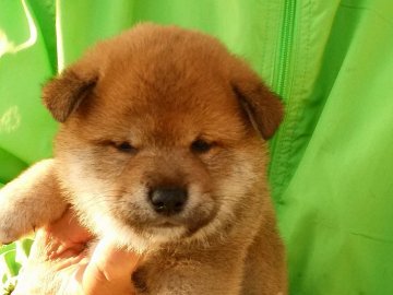 柴犬(標準サイズ)【三重県・男の子・2018年3月13日・赤】の写真「可愛い男の子」