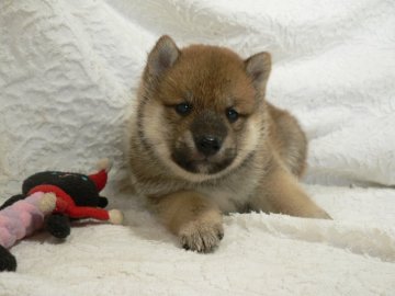 柴犬(標準サイズ)【三重県・男の子・2017年5月7日・赤】の写真「元気な男の子」