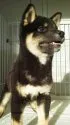 柴犬(標準サイズ)【三重県・男の子・2015年8月19日・黒】の写真1