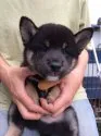 柴犬(標準サイズ)【三重県・男の子・2014年4月20日・黒】の写真1