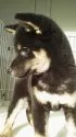 柴犬(標準サイズ)【三重県・男の子・2015年8月19日・黒】の写真2