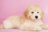 ミディアムプードル【茨城県・女の子・2025年7月20日・ペールフォーン】の写真9「ひとっぽい感情があるんです💗」