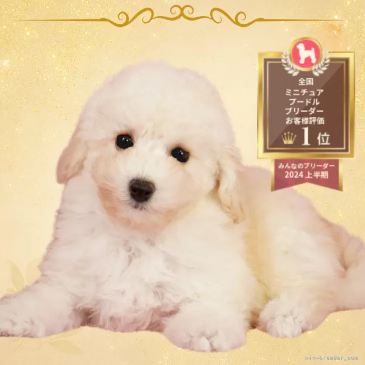 ミニチュアプードル【茨城県・女の子・2025年9月1日・ホワイト】の写真1「ミニチュアプードルのことならどうぞお気軽にお尋ねください😊」