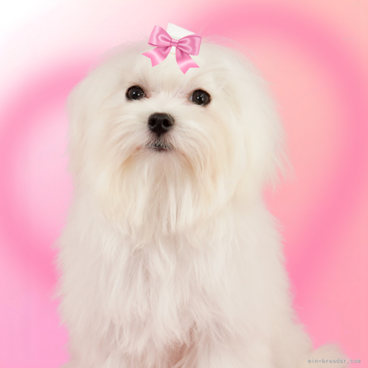 ブリーダー画像