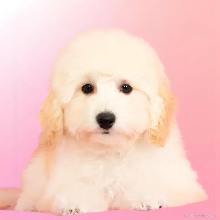 キキ 様のお迎えした子犬