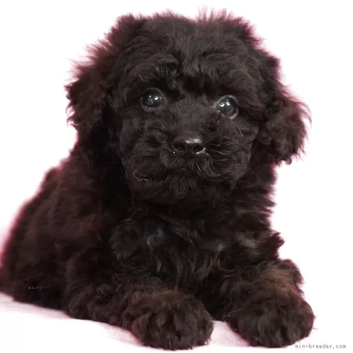 眩しい太陽 様のお迎えした子犬